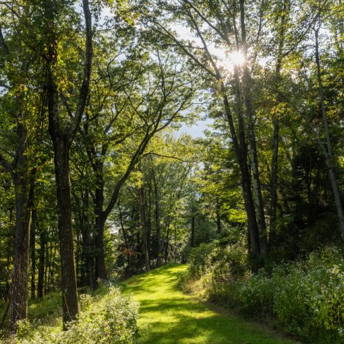 Sunlight filters through tall trees onto a grassy path in a lush green forest.